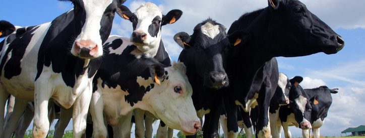 Does Your Farm Need Livestock Insurance?