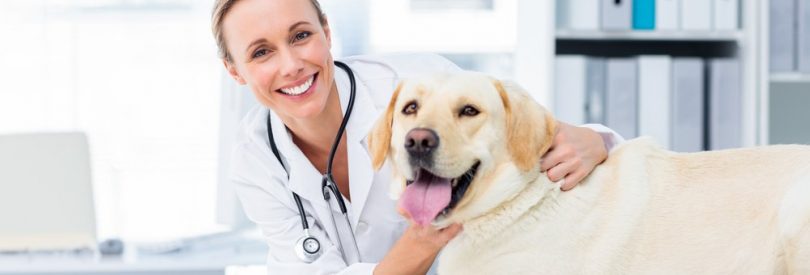 risks for veterinarians