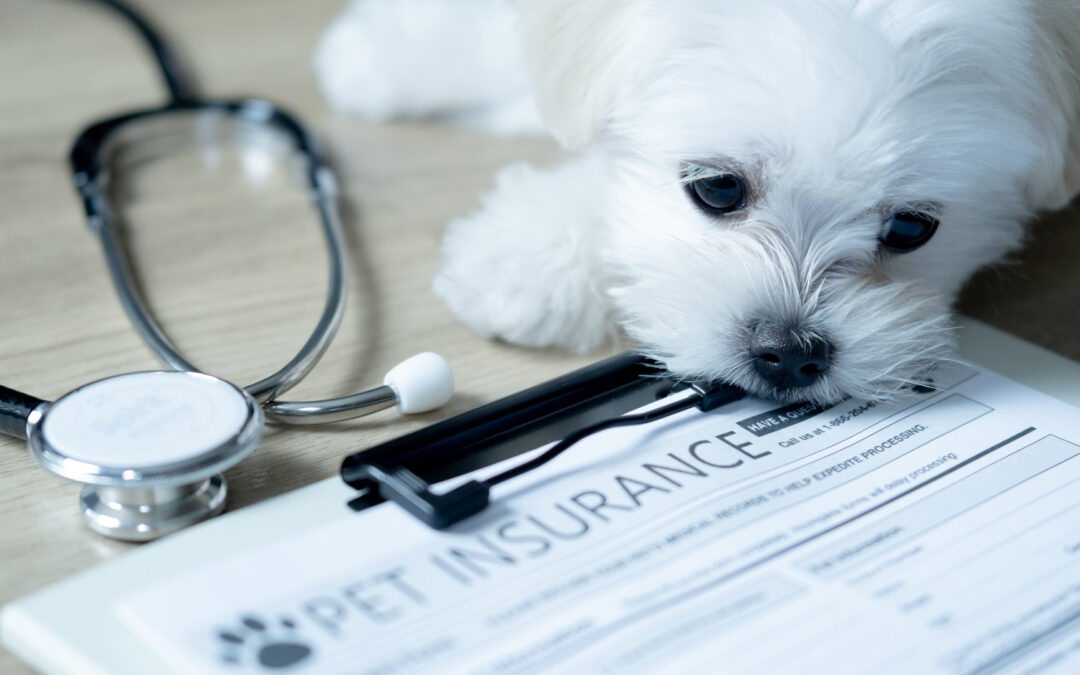 Pet Insurance
