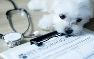 Why All Pet Owners Should Consider Pet Insurance